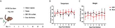 Recapitulating Zika Virus Infection in Vagina of Tree Shrew (Tupaia belangeri)